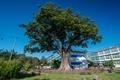 함양 학사루 느티나무 썸네일 이미지