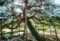 함양 도천리 소나무 썸네일 이미지
