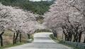 함양백운산벚꽃축제 도로 썸네일 이미지