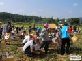 산척천등산고구마축제 고구마 수확 체험 썸네일 이미지